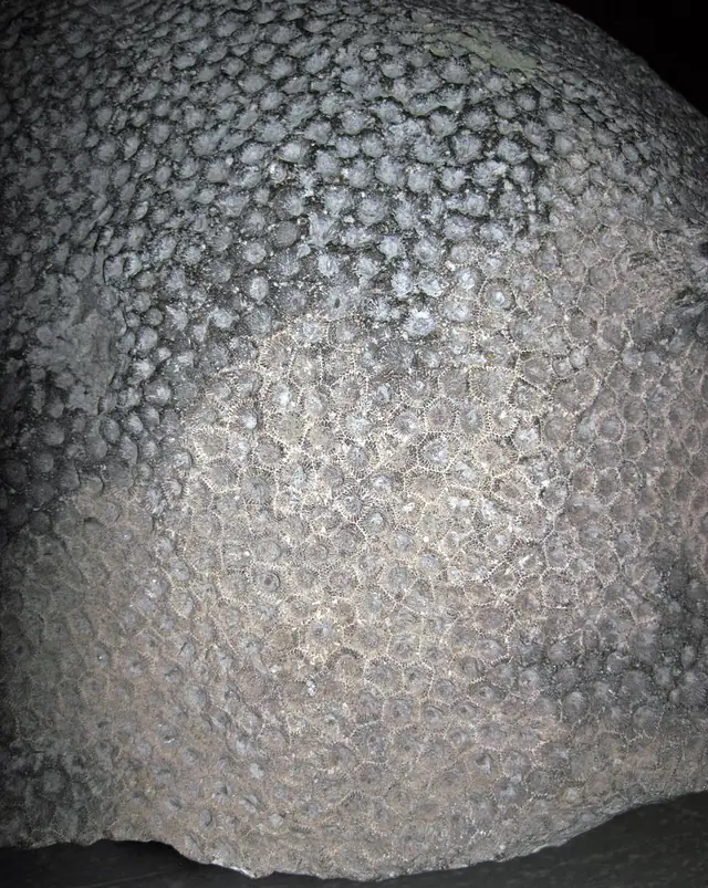 Fossil colonial coral with a honeycomb pattern of cells