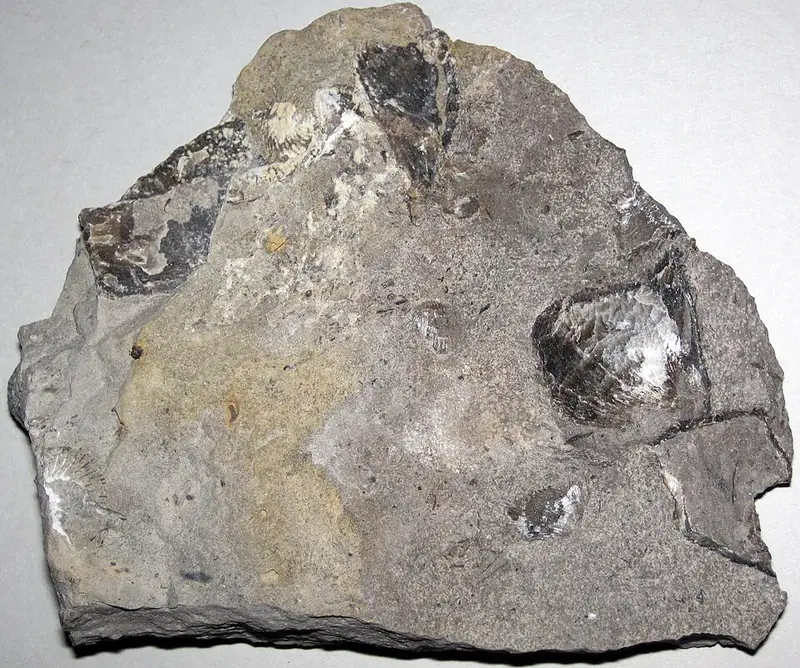Brachiopods in limestone, Gravel Point Formation, near Charlevoix