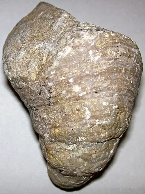 Solitary rugose (horn) coral (locality not given)