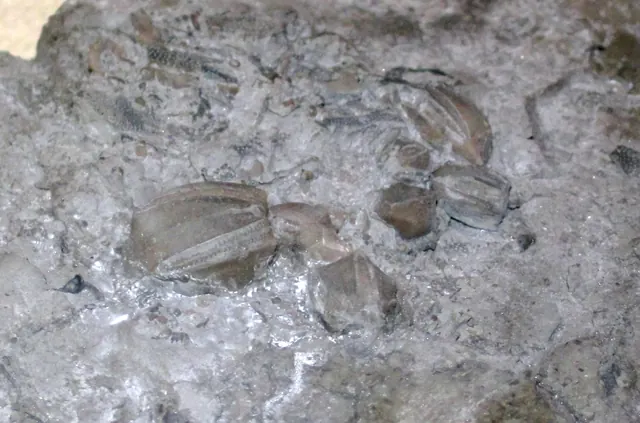 Nucleocrinus elegans blastoids, Silica Formation, near Paulding, Ohio (not a Michigan specimen)