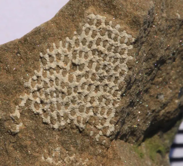 Fossil bryozoan (Fenestellidae), Belgium (not a Michigan specimen)