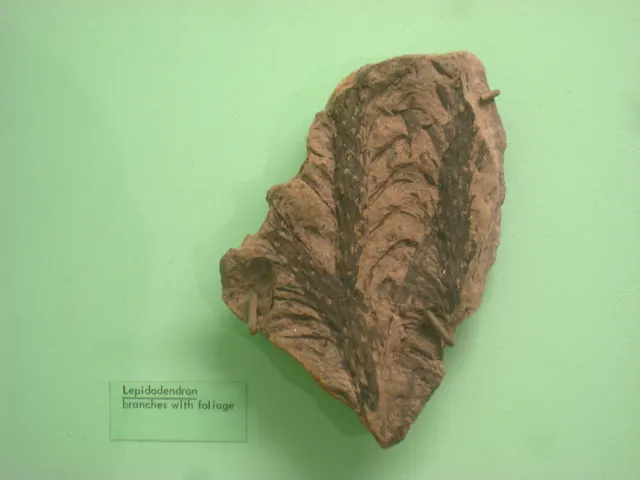 Lepidodendron bark fossil, University of Michigan Museum of Natural History, Ann Arbor (where it was found is not stated, so it may not be a Michigan specimen)