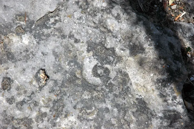 Fossil gastropod in Columbus Limestone, Kelleys Island, Ohio (not a Michigan specimen)