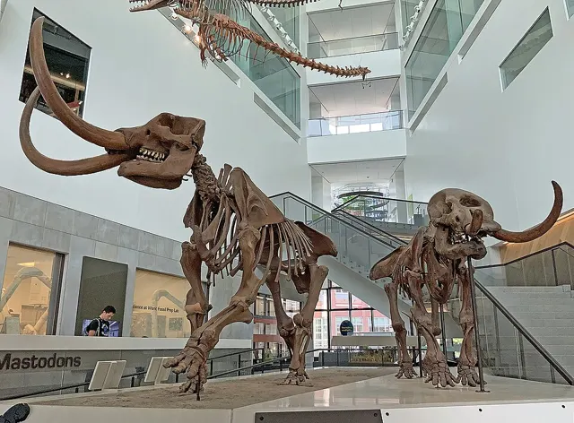 Mastodon skeletons on display, University of Michigan Museum of Natural History (the male is a cast)