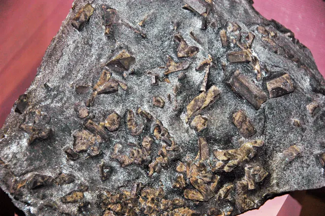 Staurolite-muscovite schist, Michigamme Formation, near Michigamme (Seaman Mineral Museum display)