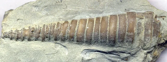 Straight-shelled fossil nautiloid (Treptoceras), Upper Ordovician, northern Kentucky (not a Michigan specimen)