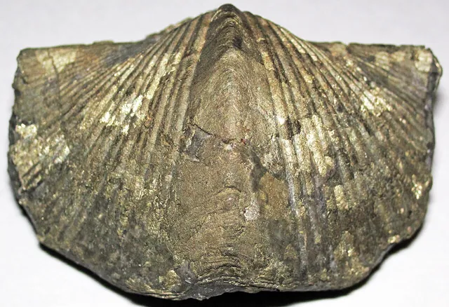 Pyritized brachiopod (Paraspirifer bownockeri), Silica Formation, Middle Devonian, northwestern Ohio (not a Michigan specimen)