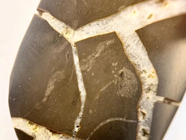 Cut and polished septarian nodule slab. The location, near Holland, Michigan, comes from the uploader only