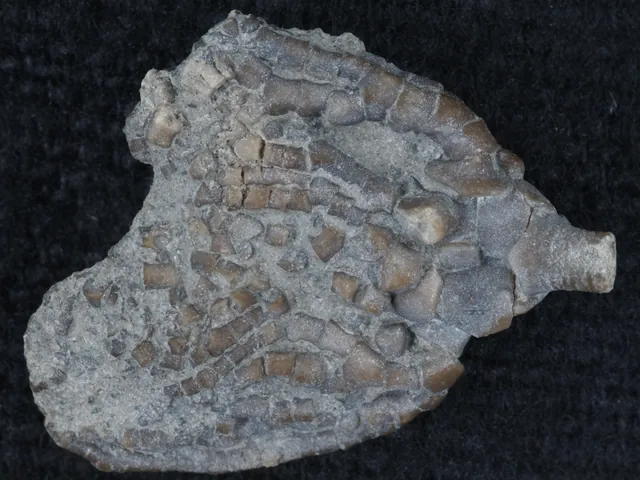 Crinoid head (calyx), Pyrenocrinus buehlerorum, Alpena County, Michigan, Smithsonian National Museum of Natural History. It shows the head, not the stem pieces you usually find on beaches