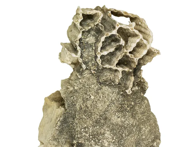 Halysites (chain coral), Mackinac County, Michigan, Smithsonian National Museum of Natural History