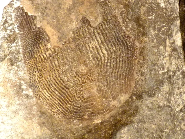 Holonema cf. farrowi armor plate, Presque Isle County, Michigan, Smithsonian National Museum of Natural History (USNM 23663; cropped to one of the two pieces)