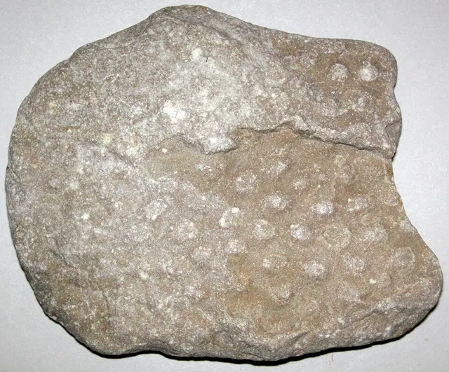 Stromatoporoid with mamelons, Northport area, Michigan