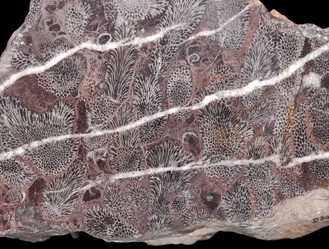 Branching tabulate coral (Thamnopora) in section, Oxford University Museum of Natural History (not a Michigan specimen)