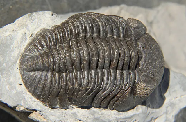 Phacops rana trilobite, Silica Shale near Sylvania, Ohio (not a Michigan specimen)