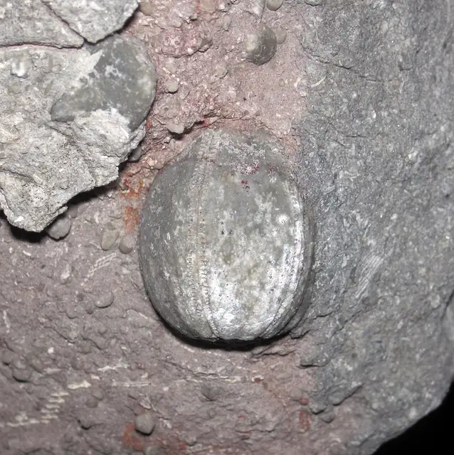 Blastoid head, Elaeacrinus, Columbus Limestone, Ohio (not a Michigan specimen)