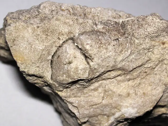 Pentamerid brachiopod, Schoolcraft Dolomite, Garden Peninsula