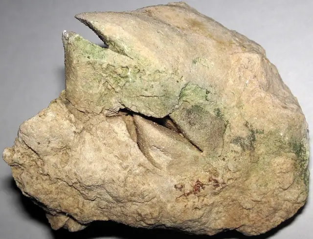 Pentamerid brachiopods, Schoolcraft Dolomite, Garden Peninsula
