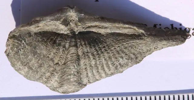 Spirifer brachiopod valve, 18 mm, collected in the Michigan area
