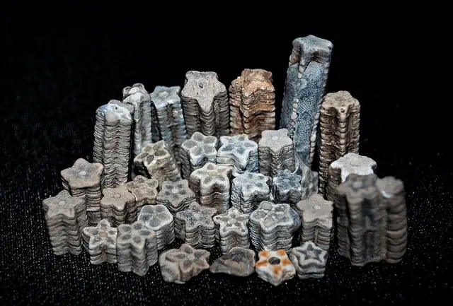 Beach-found crinoid stem pieces, Alliklepa beach, Estonia (not a Michigan specimen)