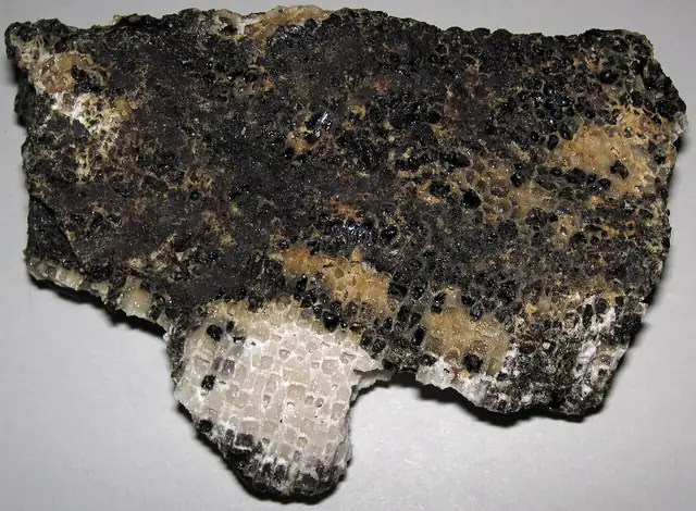 Favosites with petroleum, Dundee Formation, Paulding County, Ohio (not a Michigan specimen)