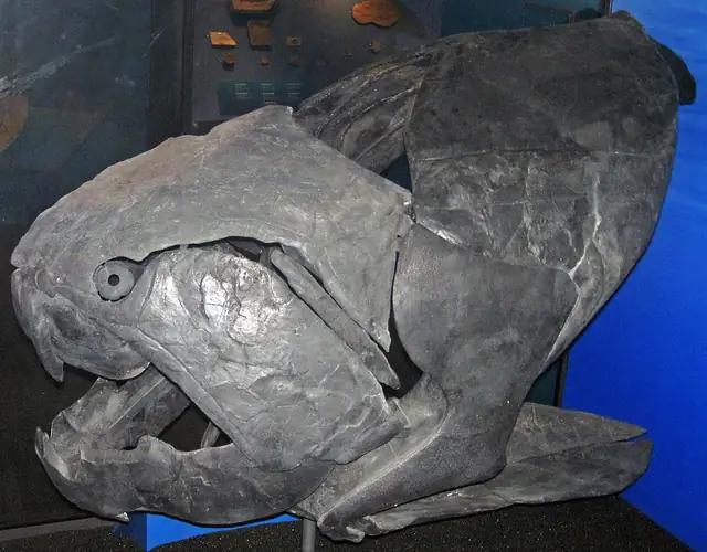 Dunkleosteus head armor, a cast, Cleveland Shale, Ohio, museum display (not a Michigan specimen)