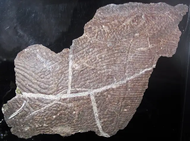 Holonema armor plate, Silica Formation, Paulding, Ohio, museum display (not a Michigan specimen)
