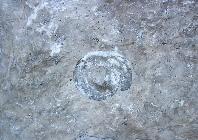 Fossil snail Euryzone in Dundee Limestone, Ohio (not a Michigan specimen)