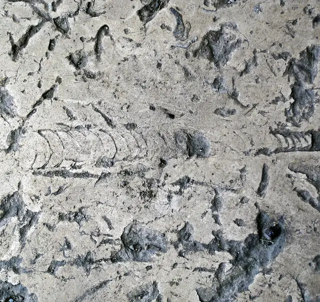 Straight-shelled nautiloid showing its chambers (locality not given)