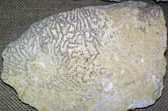Weathered Halysites chain coral, Fairborn, Ohio, museum display (not a Michigan specimen)