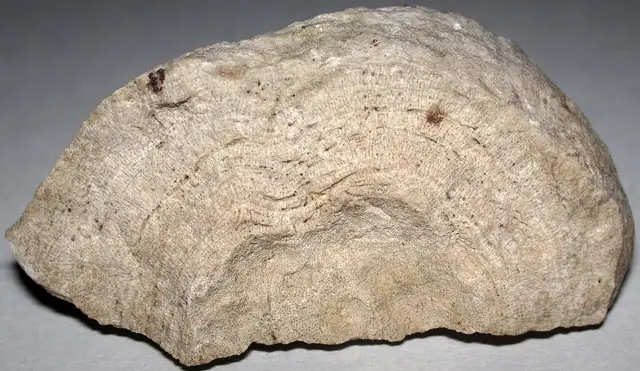 Stromatoporoid cross-section, Sunset Park, Petoskey
