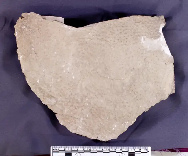 Stromatoporoid, Emmet County, Smithsonian specimen