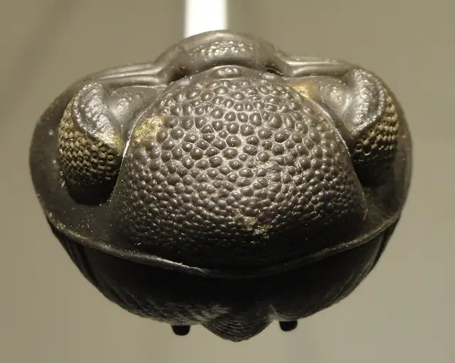 Trilobite Eldredgeops, Silica Shale, Sylvania, Ohio, museum display (not a Michigan specimen)