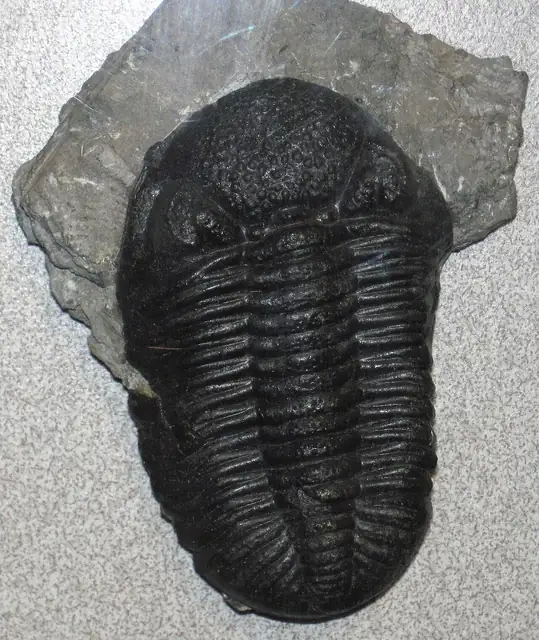 Trilobite Phacops rana, Silica Formation, Ohio, museum display (not a Michigan specimen)